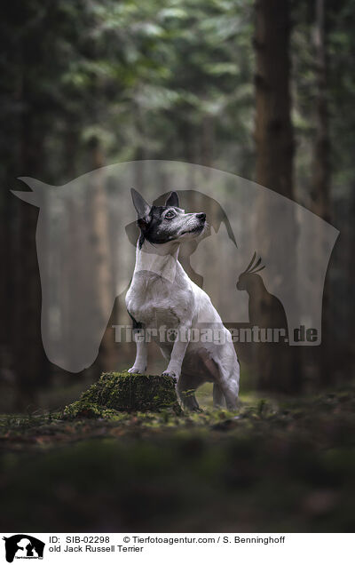 alter Jack Russell Terrier / old Jack Russell Terrier / SIB-02298