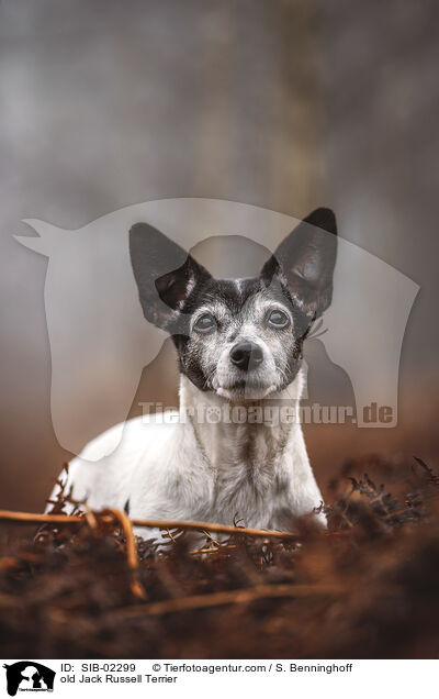 old Jack Russell Terrier / SIB-02299