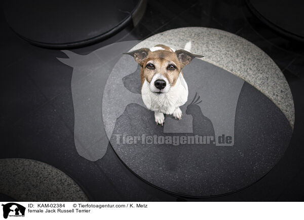 Jack Russell Terrier Hndin / female Jack Russell Terrier / KAM-02384