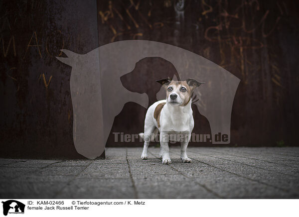 Jack Russell Terrier Hndin / female Jack Russell Terrier / KAM-02466