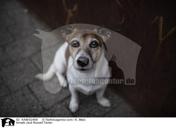 Jack Russell Terrier Hndin / female Jack Russell Terrier / KAM-02468