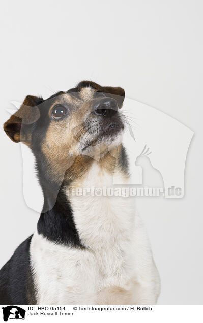 Jack Russell Terrier / Jack Russell Terrier / HBO-05154