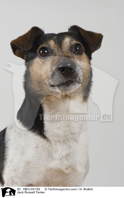 Jack Russell Terrier / Jack Russell Terrier / HBO-05156