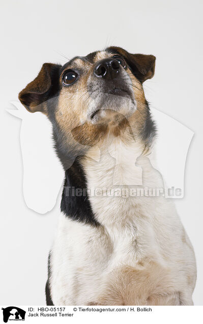 Jack Russell Terrier / Jack Russell Terrier / HBO-05157