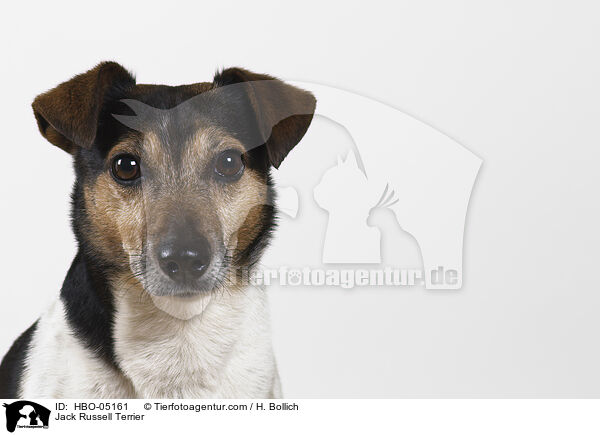 Jack Russell Terrier / HBO-05161