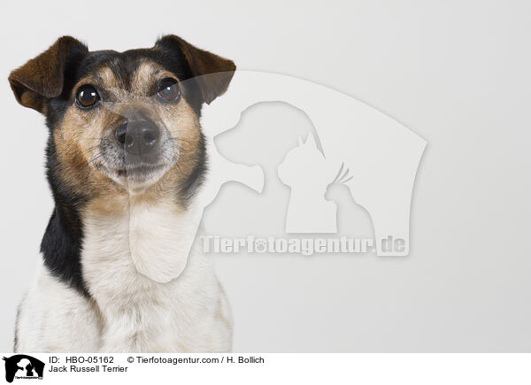 Jack Russell Terrier / Jack Russell Terrier / HBO-05162
