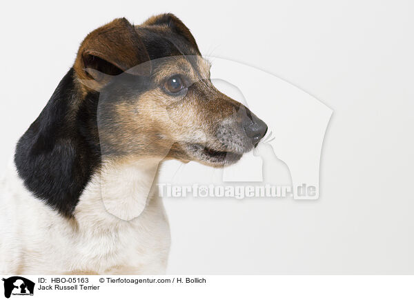 Jack Russell Terrier / HBO-05163