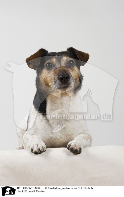 Jack Russell Terrier / Jack Russell Terrier / HBO-05166