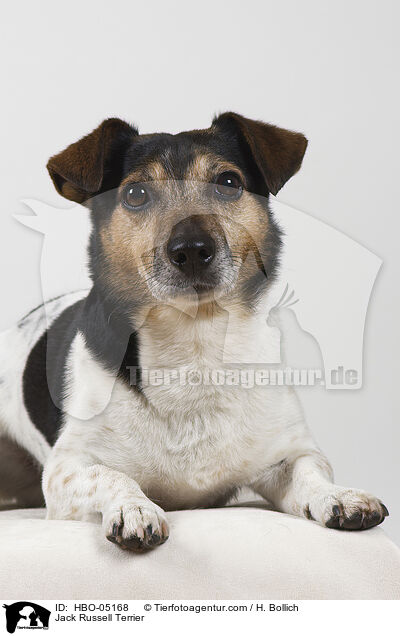 Jack Russell Terrier / HBO-05168