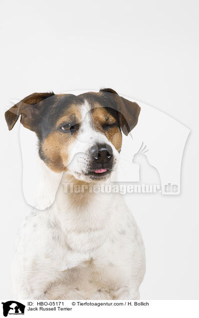 Jack Russell Terrier / HBO-05171