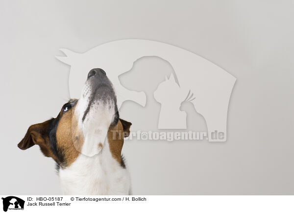Jack Russell Terrier / Jack Russell Terrier / HBO-05187