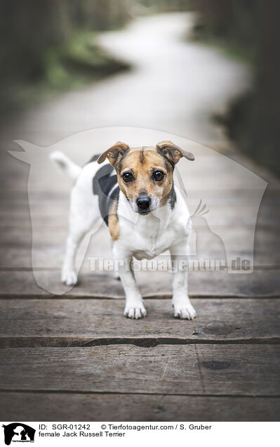 Jack Russell Terrier Hndin / female Jack Russell Terrier / SGR-01242