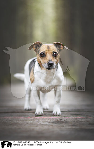 Jack Russell Terrier Hndin / female Jack Russell Terrier / SGR-01243