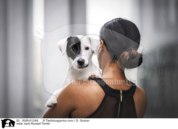 Jack Russell Terrier Rde / male Jack Russell Terrier / SGR-01248