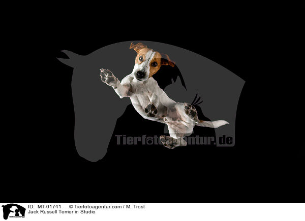 Jack Russell Terrier im Studio / Jack Russell Terrier in Studio / MT-01741