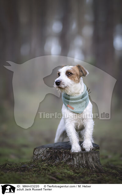 ausgewachsener Jack Russell Terrier / adult Jack Russell Terrier / MAH-03220