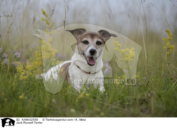 Jack Russell Terrier / Jack Russell Terrier / KAM-02558