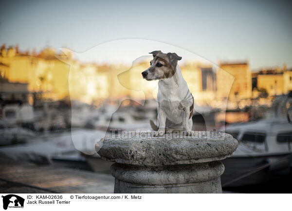 Jack Russell Terrier / Jack Russell Terrier / KAM-02636