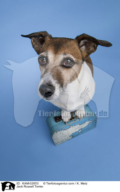 Jack Russell Terrier / Jack Russell Terrier / KAM-02653