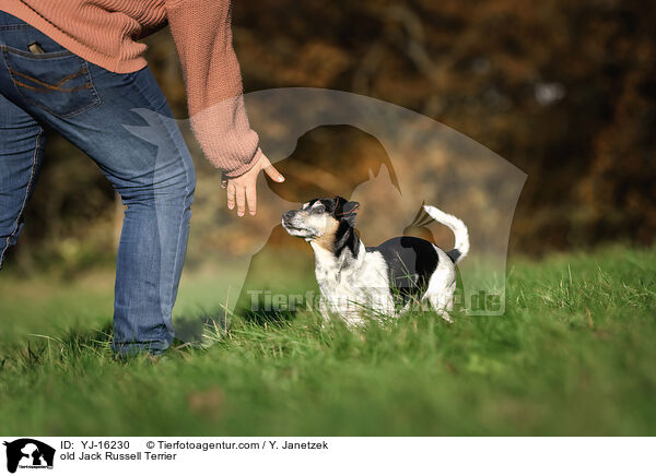 old Jack Russell Terrier / YJ-16230