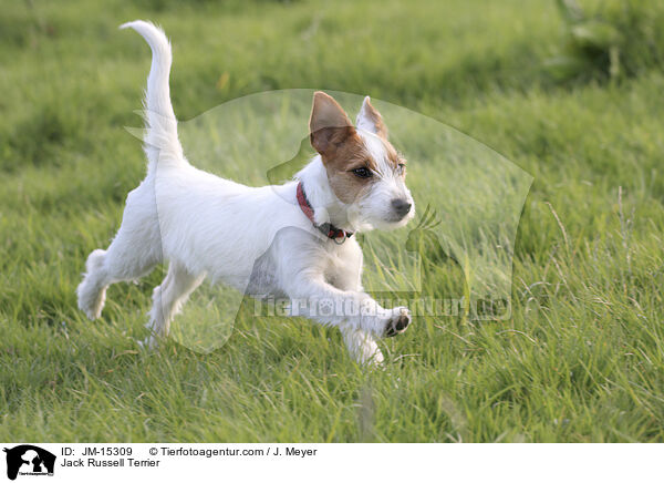 Jack Russell Terrier / Jack Russell Terrier / JM-15309