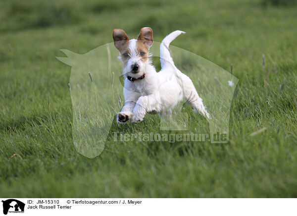 Jack Russell Terrier / Jack Russell Terrier / JM-15310