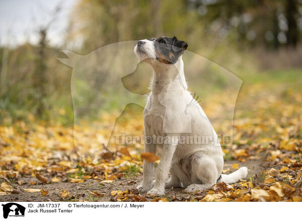 Jack Russell Terrier / Jack Russell Terrier / JM-17337