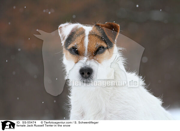 Jack Russell Terrier Hndin im Schnee / female Jack Russell Terrier in the snow / SS-55474