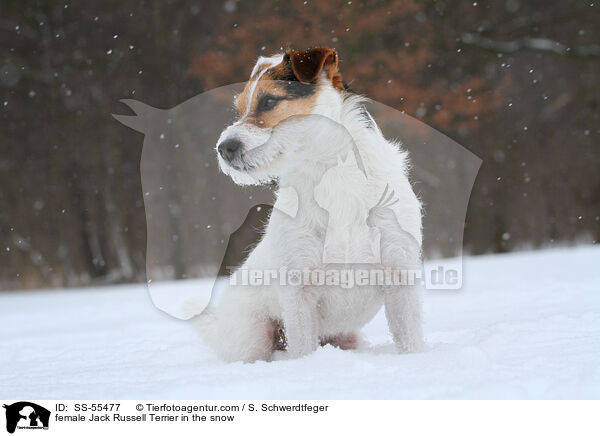 Jack Russell Terrier Hndin im Schnee / female Jack Russell Terrier in the snow / SS-55477