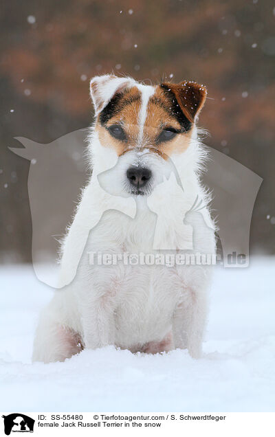 Jack Russell Terrier Hndin im Schnee / female Jack Russell Terrier in the snow / SS-55480