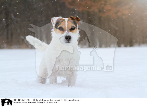 Jack Russell Terrier Hndin im Schnee / female Jack Russell Terrier in the snow / SS-55483