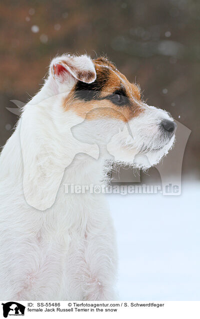 Jack Russell Terrier Hndin im Schnee / female Jack Russell Terrier in the snow / SS-55486