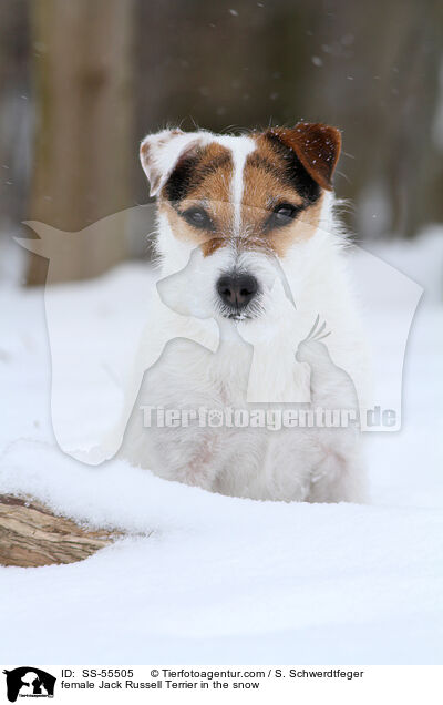 Jack Russell Terrier Hndin im Schnee / female Jack Russell Terrier in the snow / SS-55505