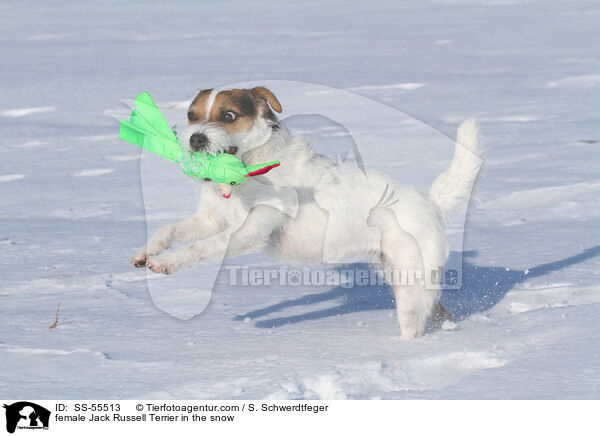 Jack Russell Terrier Hndin im Schnee / female Jack Russell Terrier in the snow / SS-55513