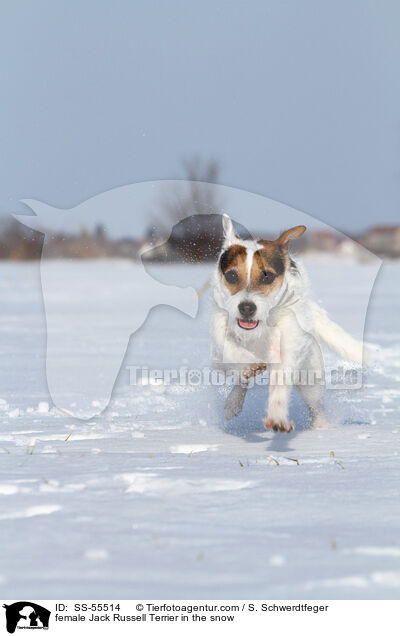 female Jack Russell Terrier in the snow / SS-55514