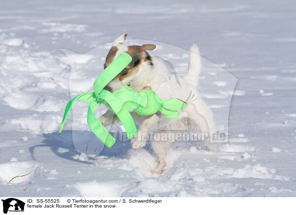 Jack Russell Terrier Hndin im Schnee / female Jack Russell Terrier in the snow / SS-55525