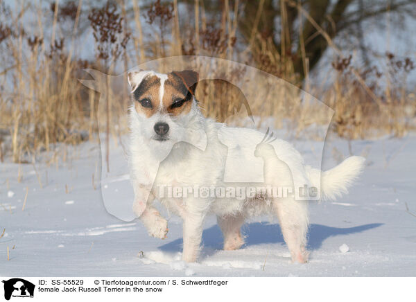 Jack Russell Terrier Hndin im Schnee / female Jack Russell Terrier in the snow / SS-55529