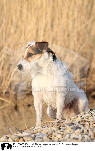 Jack Russell Terrier Hndin / female Jack Russell Terrier / SS-55558