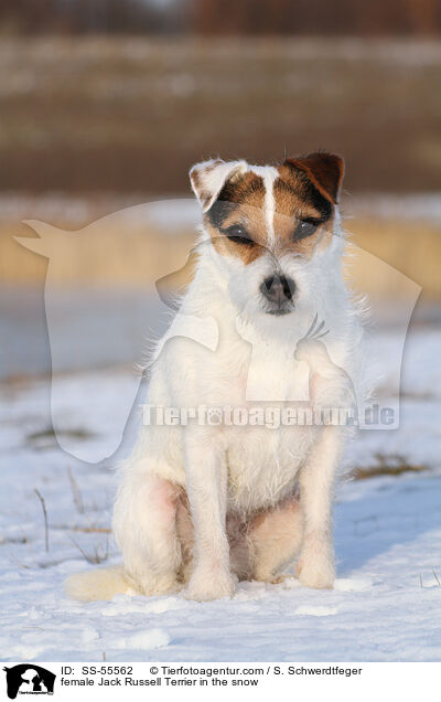 Jack Russell Terrier Hndin im Schnee / female Jack Russell Terrier in the snow / SS-55562