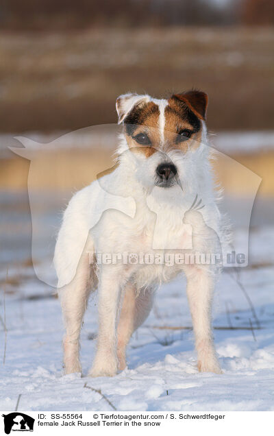 Jack Russell Terrier Hndin im Schnee / female Jack Russell Terrier in the snow / SS-55564