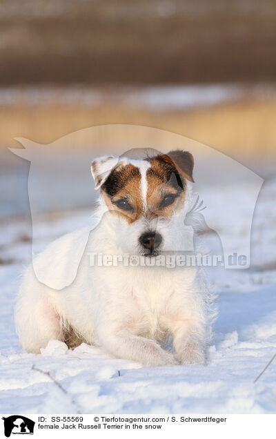 Jack Russell Terrier Hndin im Schnee / female Jack Russell Terrier in the snow / SS-55569