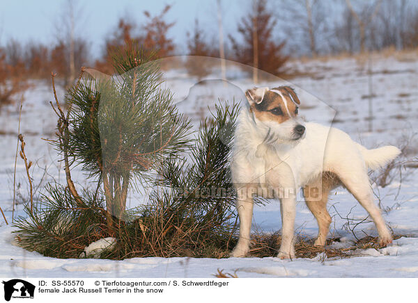 Jack Russell Terrier Hndin im Schnee / female Jack Russell Terrier in the snow / SS-55570