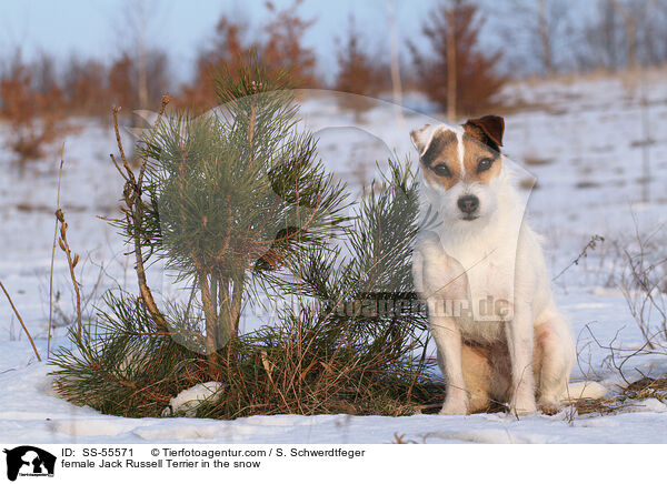 Jack Russell Terrier Hndin im Schnee / female Jack Russell Terrier in the snow / SS-55571