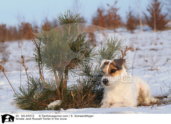 Jack Russell Terrier Hndin im Schnee / female Jack Russell Terrier in the snow / SS-55572