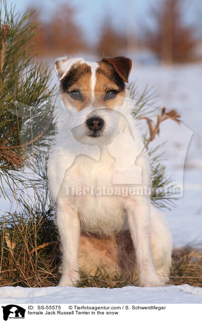 Jack Russell Terrier Hndin im Schnee / female Jack Russell Terrier in the snow / SS-55575