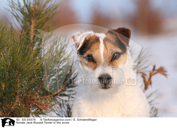 Jack Russell Terrier Hndin im Schnee / female Jack Russell Terrier in the snow / SS-55576