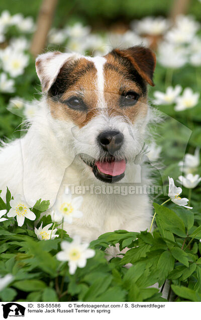 Jack Russell Terrier Hndin im Frhling / female Jack Russell Terrier in spring / SS-55586