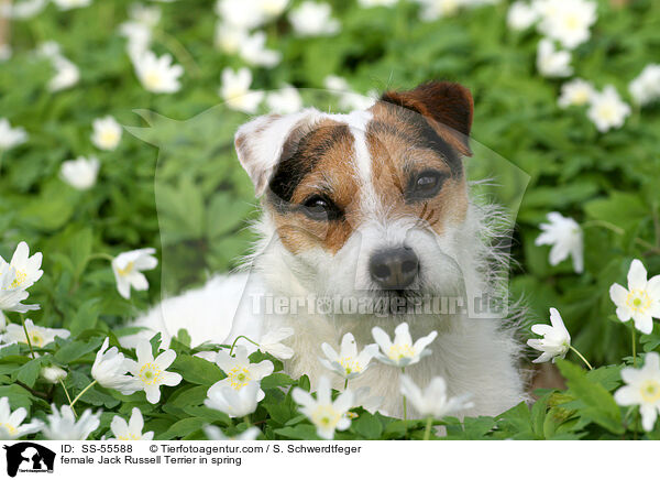 Jack Russell Terrier Hndin im Frhling / female Jack Russell Terrier in spring / SS-55588