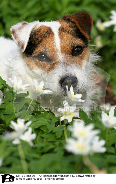 Jack Russell Terrier Hndin im Frhling / female Jack Russell Terrier in spring / SS-55589