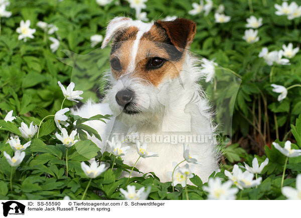 Jack Russell Terrier Hndin im Frhling / female Jack Russell Terrier in spring / SS-55590